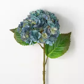 Blooming Dusty Blue Hydrangea